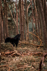 icelandic horse in nature area forest 