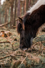 icelandic horse in nature area forest 