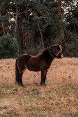 icelandic horse in nature area forest 