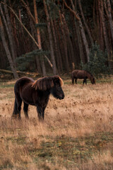 icelandic horse in nature area forest 