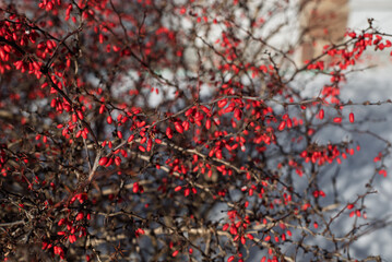 Plants in Snow with a Beautiful Natural Background