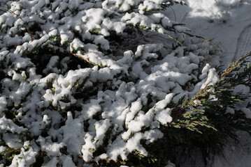 Plants in Snow with a Beautiful Natural Background