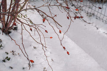 Small Rose Hips Covered in Snow