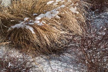 Decorative Grass Tied for Winter by Gardener Covered in Snow