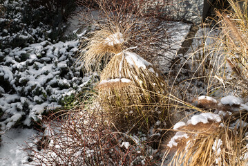 Decorative Grass Tied for Winter by Gardener Covered in Snow