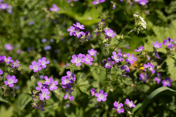 Purple flowers. Summer plants in Russia. Details of continental nature.