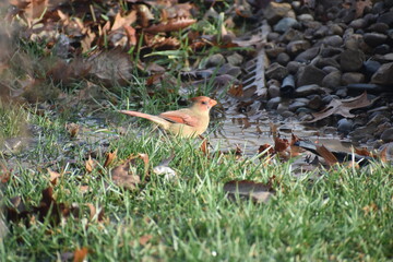 Cardinal on the grass