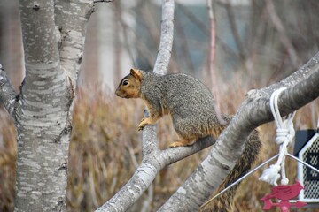 squirrel on a tree
