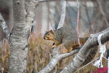 squirrel on a tree