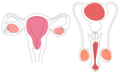 Vector set of male and female reproductive system isolated on white background. Human reproductive system anatomy.