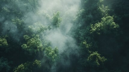 Fototapeta premium Aerial view of a rainforest tree tops with fog.