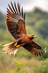 Majestic Eagle in Flight