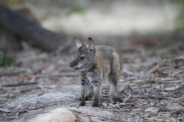 Side profile of Bennett's Wallaby joey 