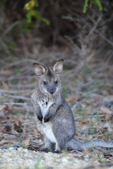 Bennet's wallaby joey 