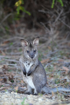 Bennet's wallaby joey 