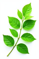 Fototapeta premium Green branch with lush leaves on a white background, plant stem, botanical