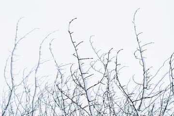 silhouette of branches with snow weird