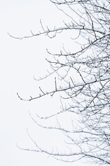branches in the winter frozen