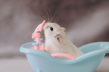 Winter White Dwarf Hamster bathing in a miniature bathtub, playing with the tap