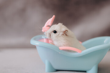 Adorable white hamster bathing in a miniature bathtub