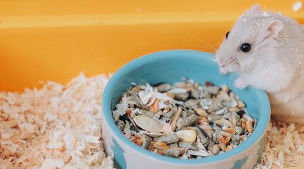 Adorable pet hamster eating from a bowl in its cage
