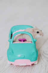 Hamster driving a toy car on white wooden floor