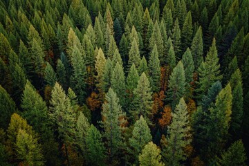 Dense forest canopy, vibrant green and hints of fall color. Aerial view of towering trees. Nature's beauty. , Big Fork, Montana, USA.