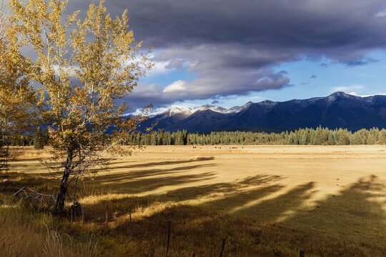 Autumnal meadow scene with cattle grazing, mountain backdrop. Golden light casts long shadows across the field. , Condon, Montana, USA.