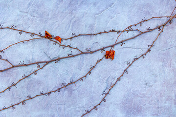 Dry vines with berries on textured wall. Thin dried vines with small berries and two orange leaves spread across a light textured wall, creating a minimalist pattern.