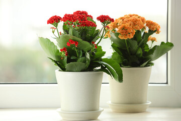 Different beautiful kalanchoe flowers in pots on windowsill