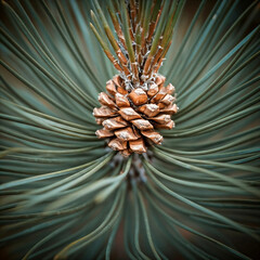pine cones on a green background