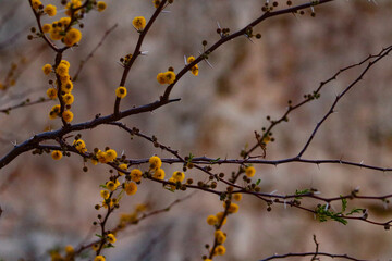 Yellow Blossoms on the Rio Grande