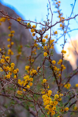 Yellow Blossoms on a Blue Sky