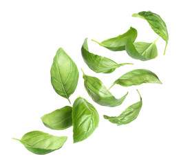Fresh basil leaves in air on white background, set