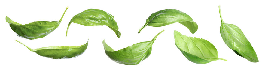 Fresh basil leaves isolated on white, set