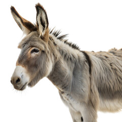 Fototapeta premium A close-up of a donkey against a white or transparent isolated background.