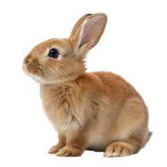 Obraz premium Cute brown rabbit in profile, white or transparent isolated background.