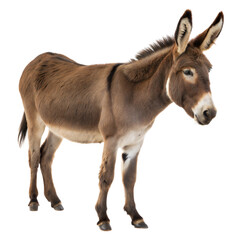 Domesticated donkey, standing on a white or transparent isolated background.