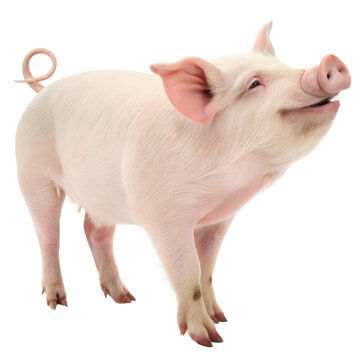 Naklejki Happy pig with a joyful expression, white or transparent isolate background.