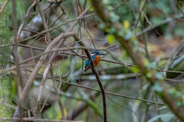 common kingfisher bird