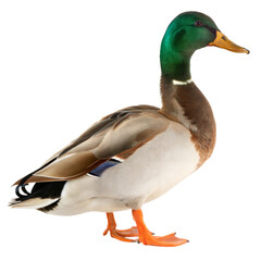 Obraz premium Mallard duck standing gracefully on a white or transparent isolated background.