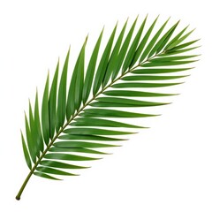 Single large palm leaf isolated on white background with intricate details and texture, green, isolation