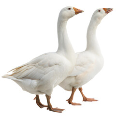 Obraz premium Two white geese standing side by side on a white or transparent isolated background.