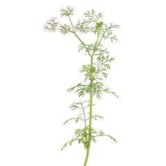 Plant of coriander with flowers isolated on white, Coriandrum sativum