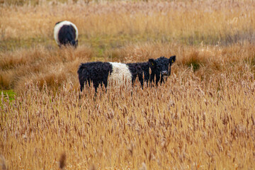 cows in the field