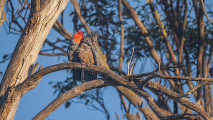 a male gang-gang cockatoo preening its mate at Kosciuszko national park in the snowy mountains of nsw, australia