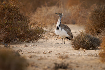 African houbara Chlamydotis undulata also Houbara bustard is relatively small bustard native to North Africa, where it lives in arid habitats, bird in the desert in Fuerteventura