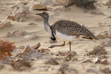 African houbara Chlamydotis undulata also Houbara bustard is relatively small bustard native to North Africa, where it lives in arid habitats, bird in the desert in Fuerteventura
