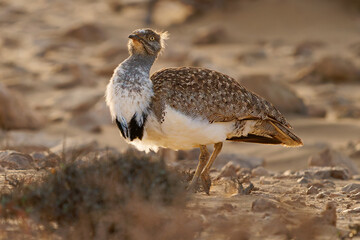 African houbara Chlamydotis undulata also Houbara bustard is relatively small bustard native to North Africa, where it lives in arid habitats, bird in the desert in Fuerteventura