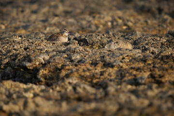 Whimbrel - Numenius phaeopus wading bird with long beak standing and feeding on the low tide on the rocky sea shore, blue ocean and the coastline, hidden sitting and flying